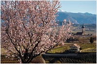 Eppan - Sdtirol
